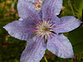 Clematis Teksa IMG_4314 Powojnik